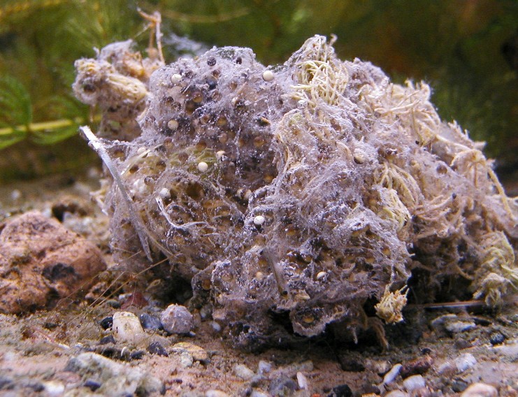 I Terracquari del Centro di Entomologia - Piombino (LI)